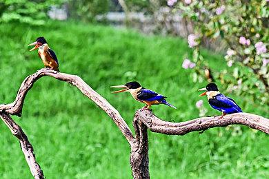 《GTA圣安地列斯》网络多人游戏MOD发布最新版